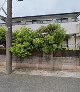 マス・ヤマモト